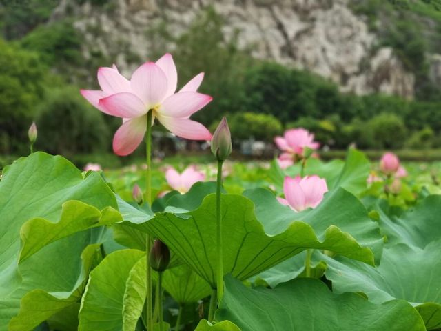 夏天賞心悅目的寶藏地
