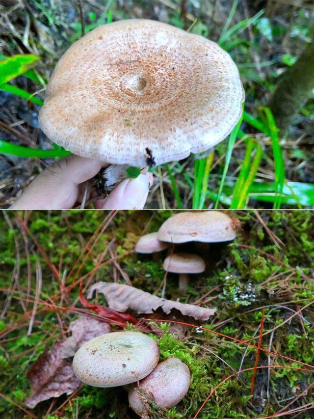 昆明周邊個本地人才知道的撿菌寶藏地