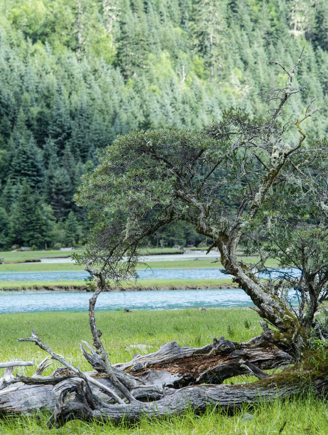 川西碧綠的湖邊露營今年夏天就去這裡啦～