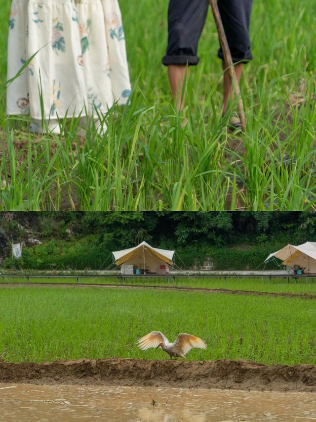 夏日限定，與大自然零距離接觸