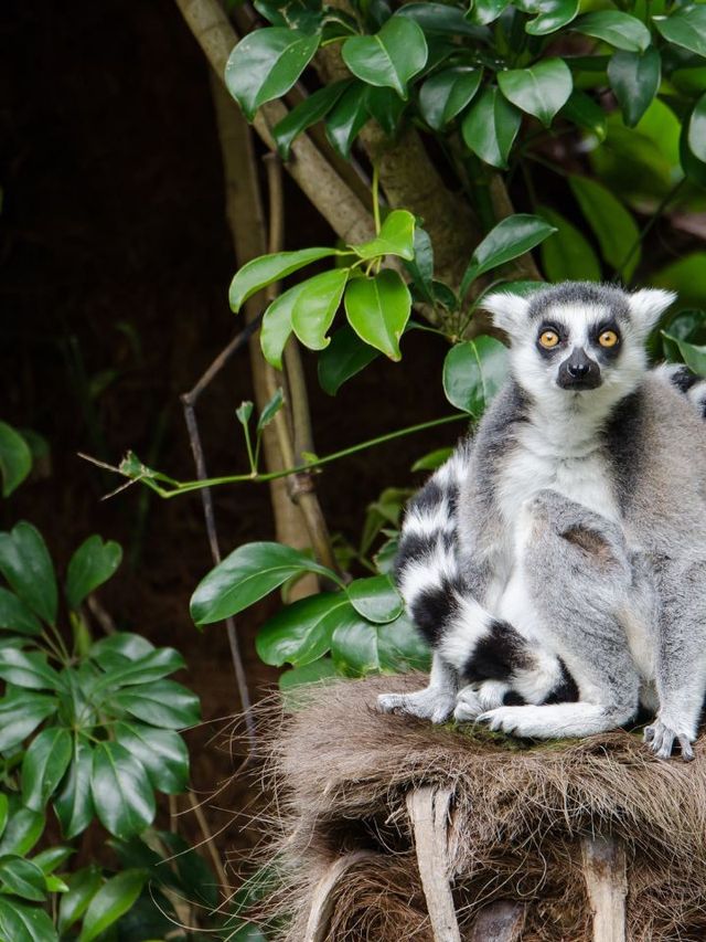 🌟 Auckland's Top 5 Must-Visit Attractions 🌆🎢🐠