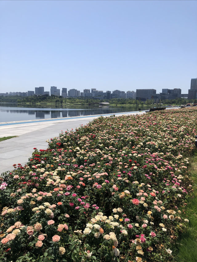 我勸你，千萬別錯過成都這片海