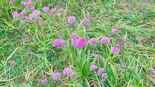 天上花海，人間仙境：韭菜坪