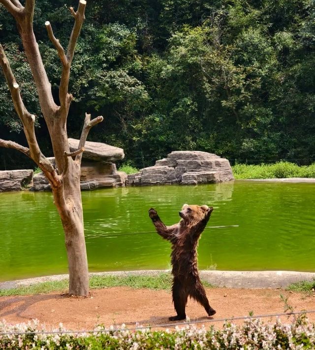 杭州野生動物園親子遊時間安排，建議收藏！