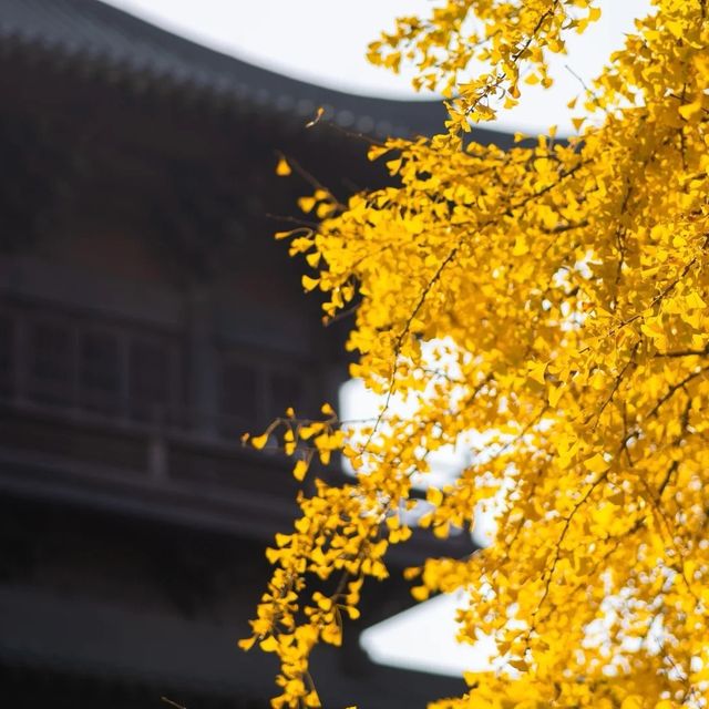 接下來的濮院古鎮可謂是秋色天花板。