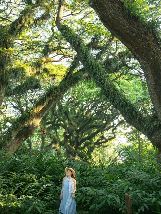 De Djawatan Forest is so Charming 🥰❤️
