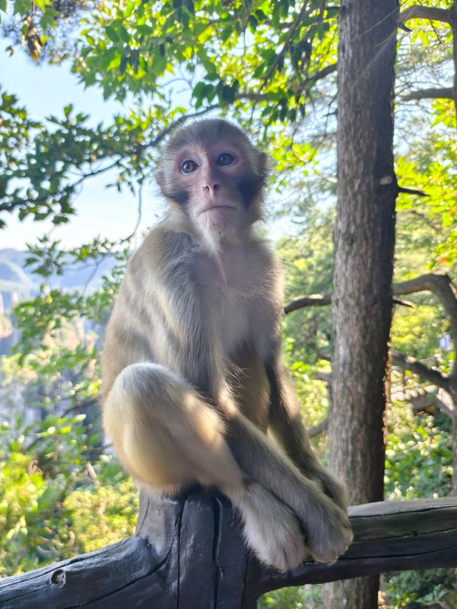 黃石寨：張家界森林公園的璀璨明珠。