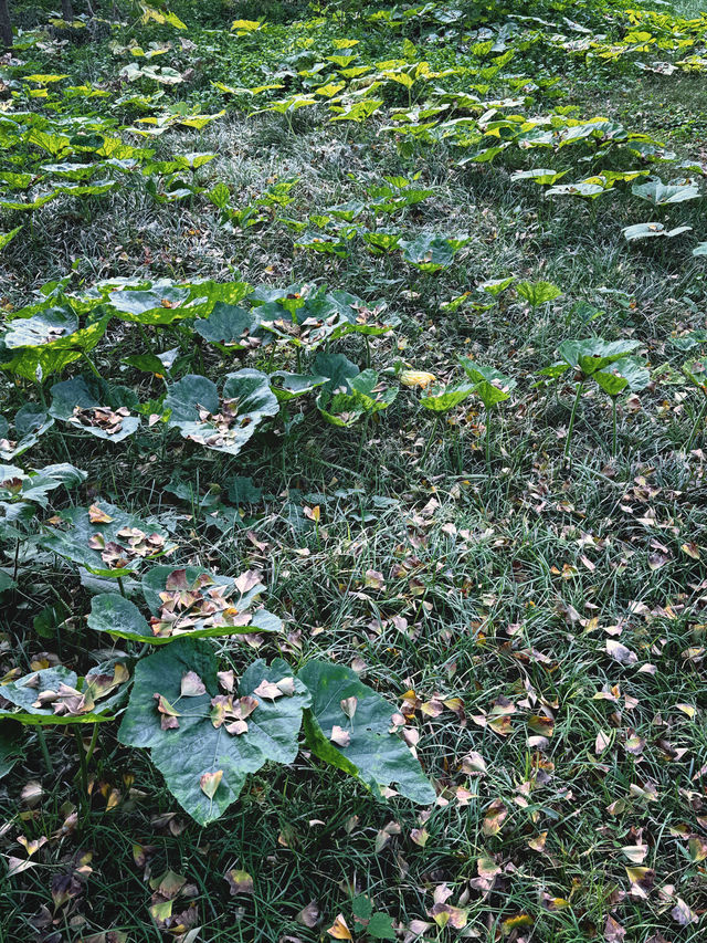 泰興｜小村莊裡的古銀杏公園。