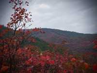 大紅寨登山賞紅葉觀賞路線與拍攝技巧全攻略。
