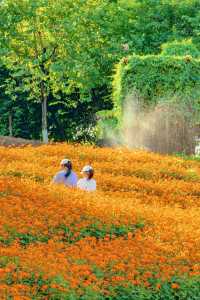 佛山花海千燈湖公園硫華菊盛裝出戰。