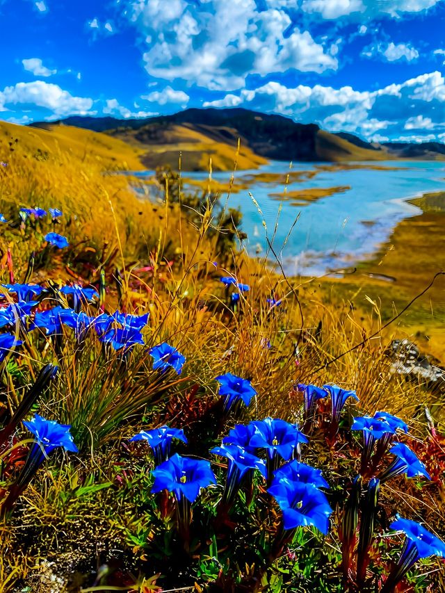遇見藍月亮之旅——四川木里踏秋攻略。