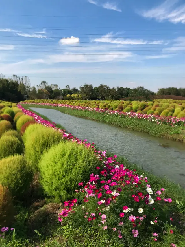 Not Gongqing, another "Monet Garden" is coming!