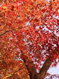 先看大雁塔紅楓，再看千年古銀杏樹吧。