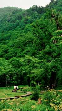 四川黑竹溝國家森林公園：探秘中國的「百慕大」。