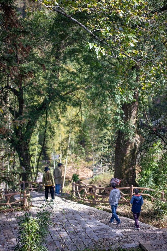 我在武功山下發現了一座百年古樹村。