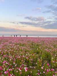 上海自駕1小時小眾旅遊地|定山湖大花海。