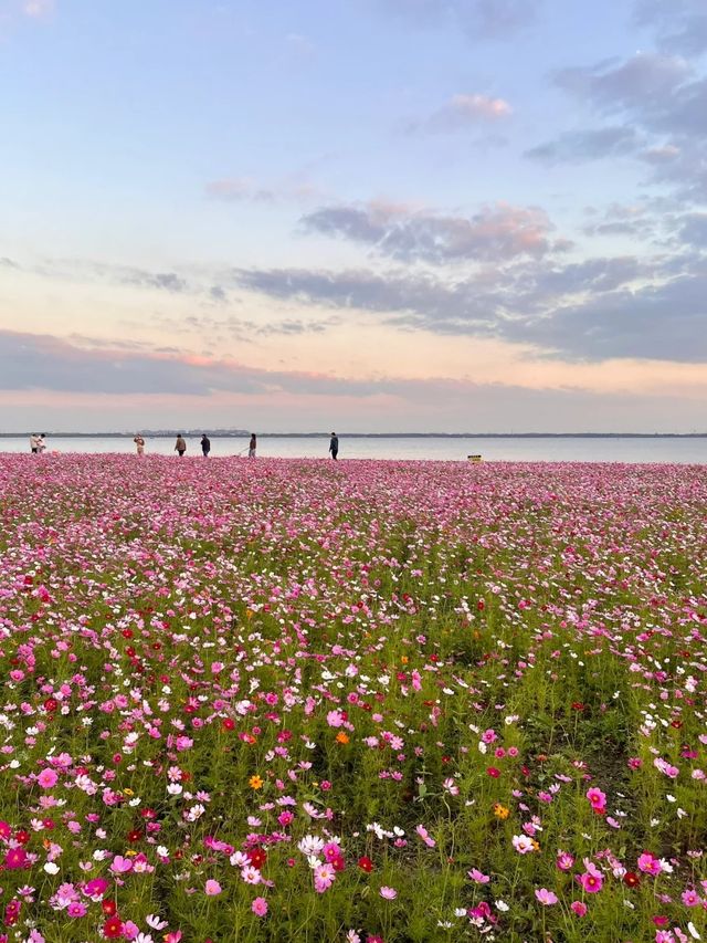 上海自駕1小時小眾旅遊地|定山湖大花海。
