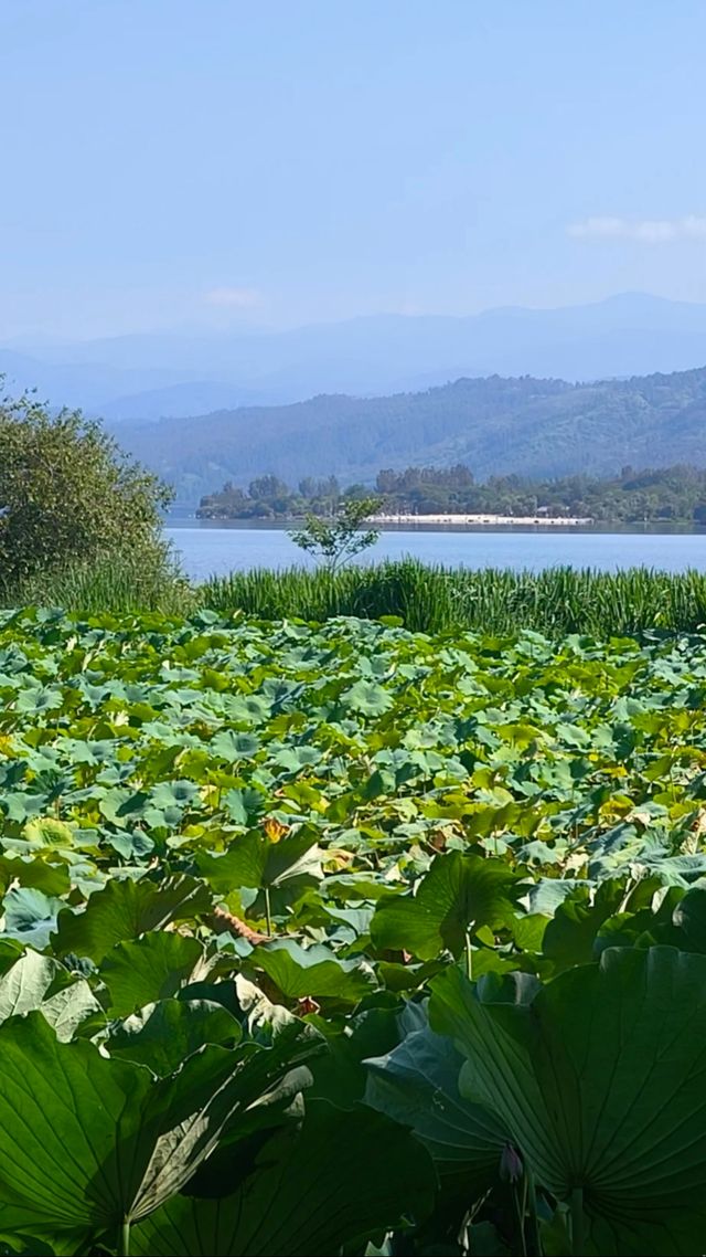 西昌邛海濕地公園。