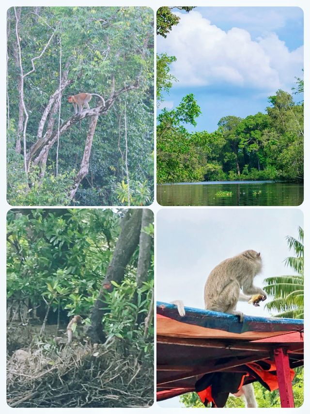 克里亞斯紅樹林：探索長鼻猴與螢火蟲的天堂。