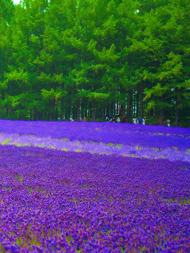 北海道 第二十三站 富田農場的七色花田。