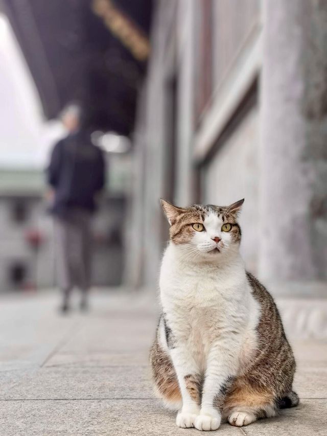 廣州增城區正果寺|一座隱於市的小眾寺廟。