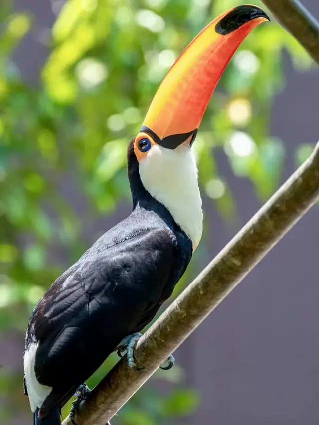 A detailed guide to Jurong Bird Park in Singapore.