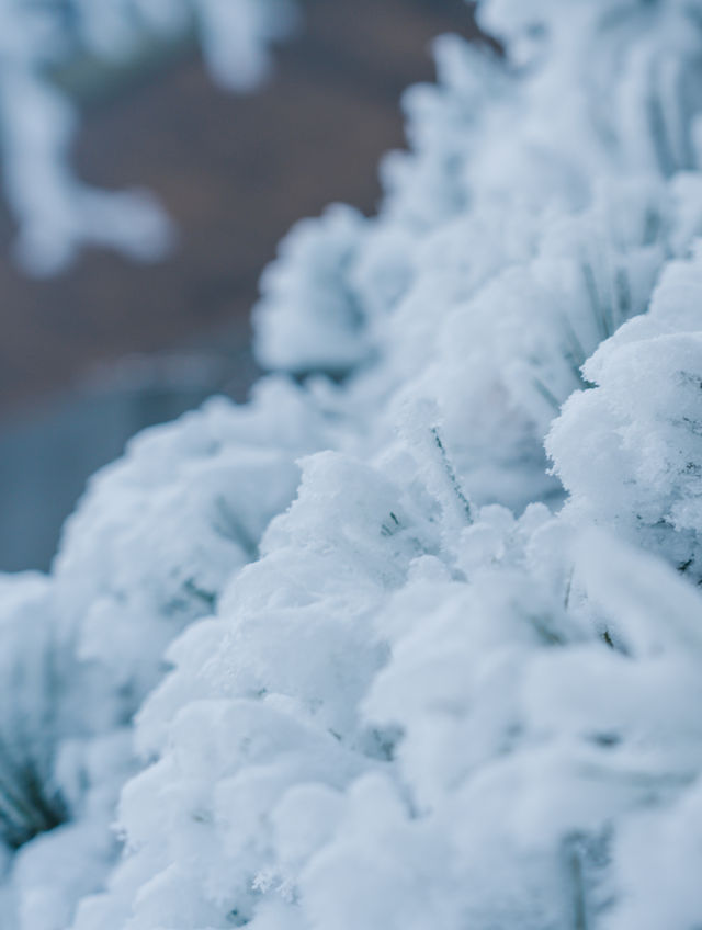 這個冬天一定要來大明山滑一次雪！