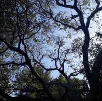 Discover the Splendid View of 17 miles drive at California