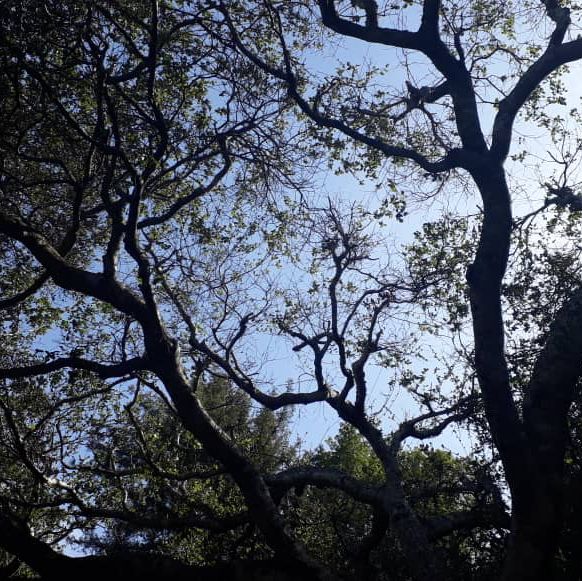 Discover the Splendid View of 17 miles drive at California