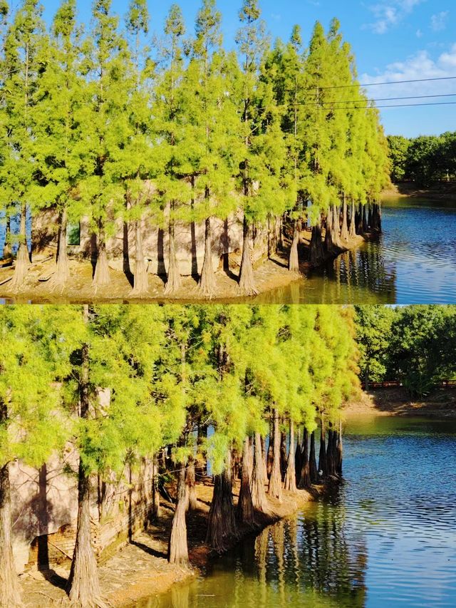 邂逅花開滿園，鳳凰溝等你來遊。