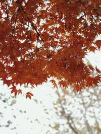 南通如皋·水繪園｜一日遊園免費觀賞滿天楓葉