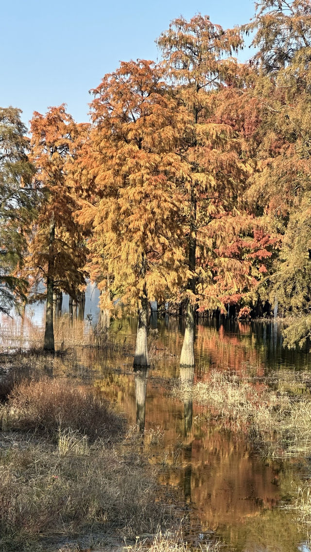 秋日的四明湖紅杉林