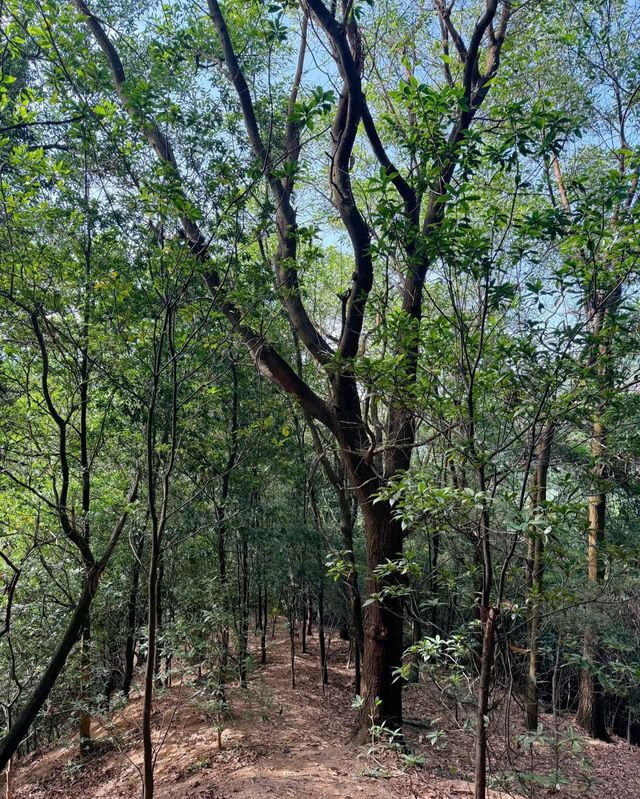 挑戰仙蹤龍園，暢享登山之趣