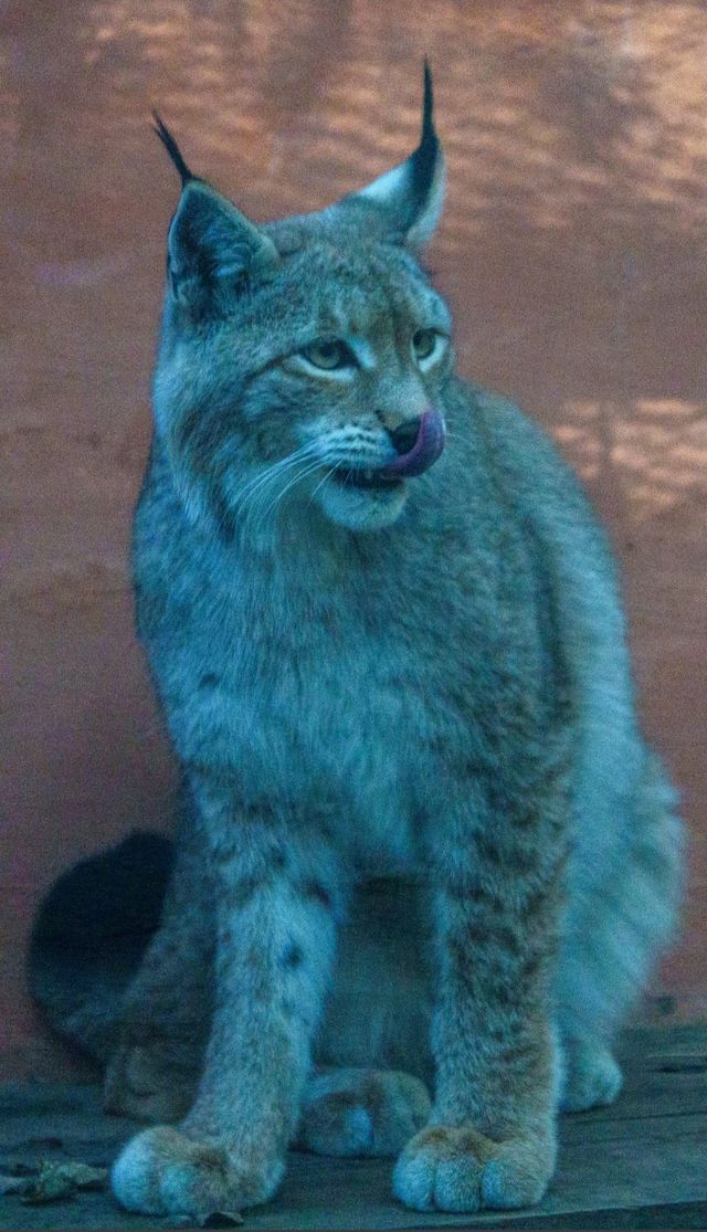 西寧野生動物園|高原動物園王國探秘