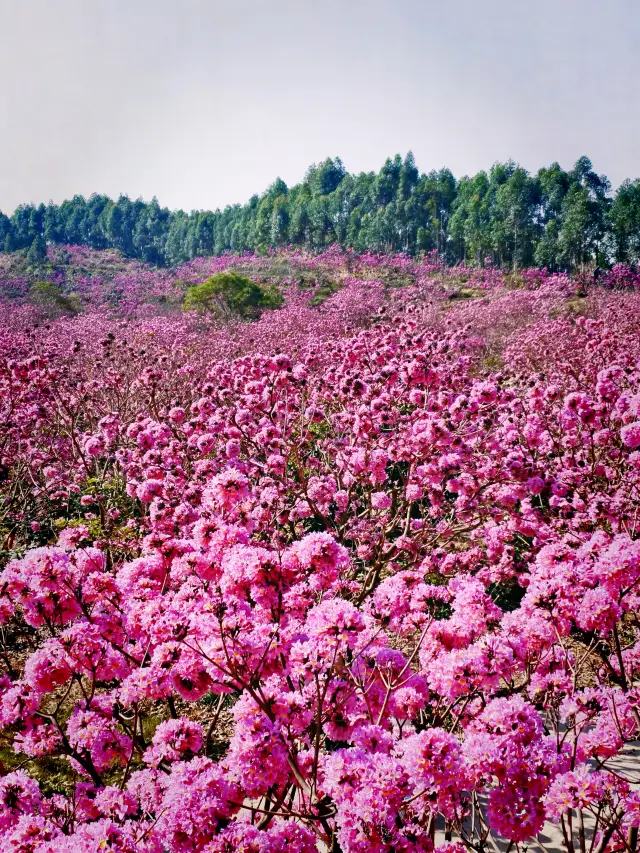 Foshan Surroundings