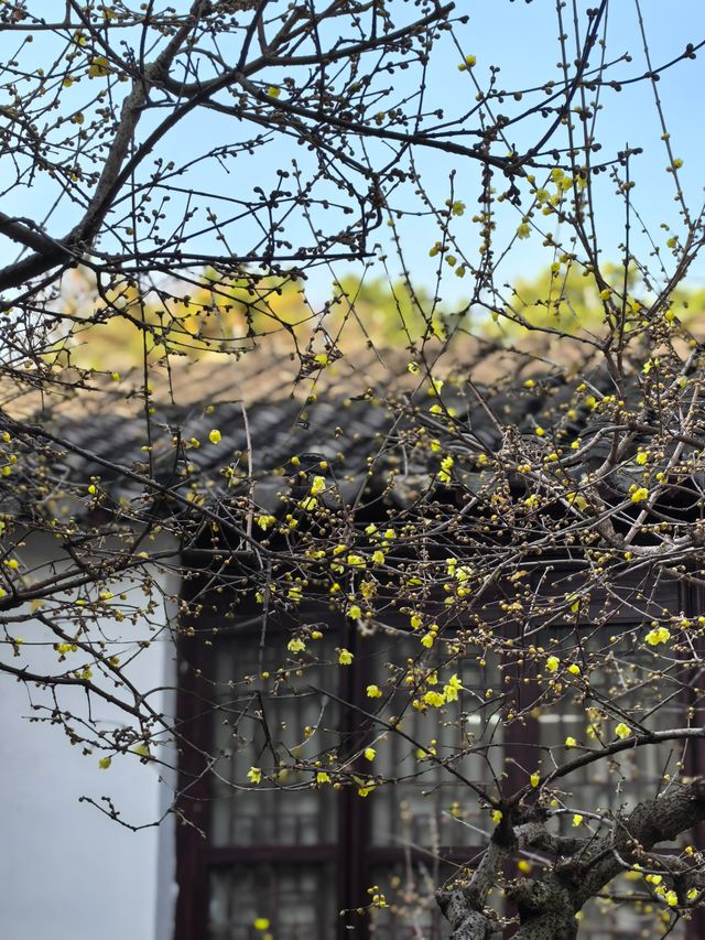 瞻園臘梅|江南無所有，聊贈一枝春