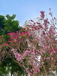 後海中心河公園｜紫花風鈴木盛開的冬天