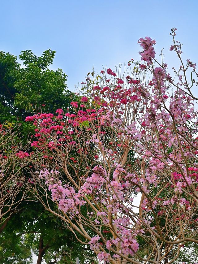 後海中心河公園｜紫花風鈴木盛開的冬天