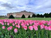Complete Guide to the Hampton Court Palace Tulip Festival