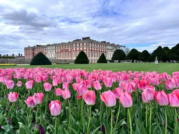 Complete Guide to the Hampton Court Palace Tulip Festival
