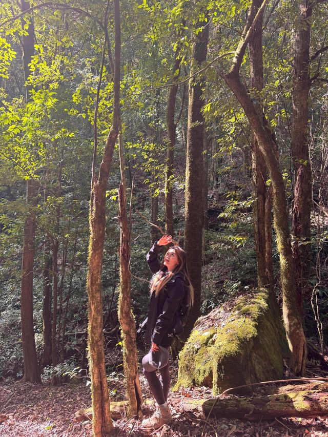 哀牢山