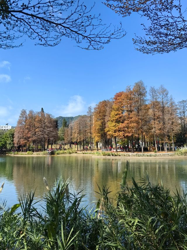 落羽杉