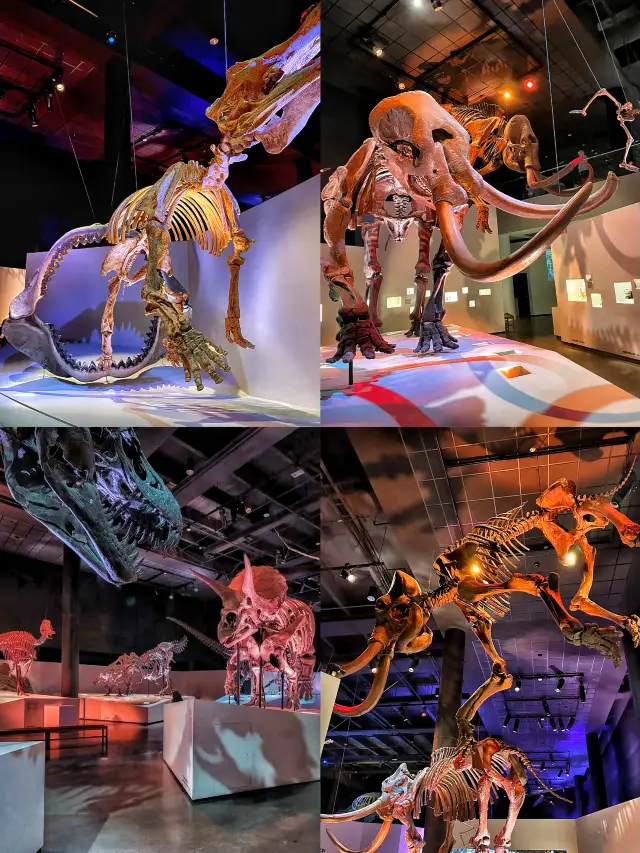 The stars of the universe 🪐 Houston Museum of Natural Science