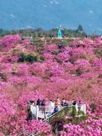 江門綠美生態園🌸漫山遍野风铃花海盛开
