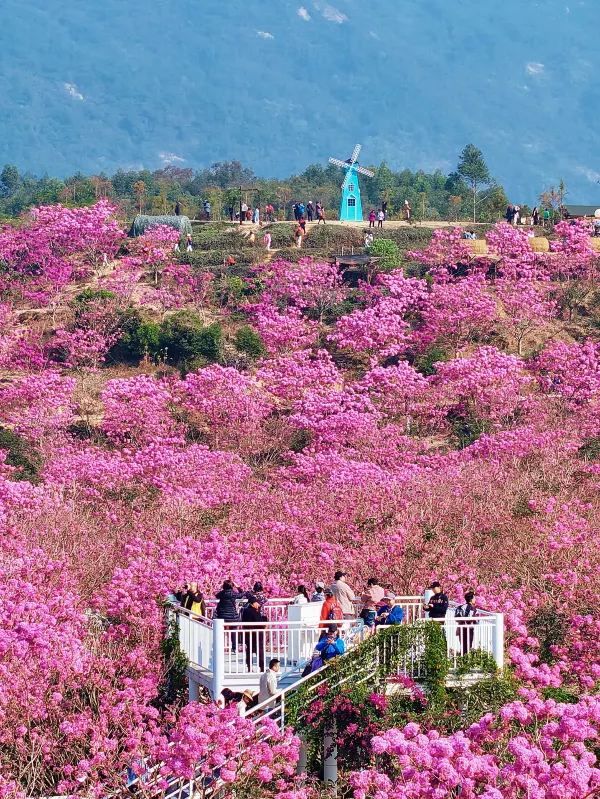 江門綠美生態園🌸漫山遍野风铃花海盛开