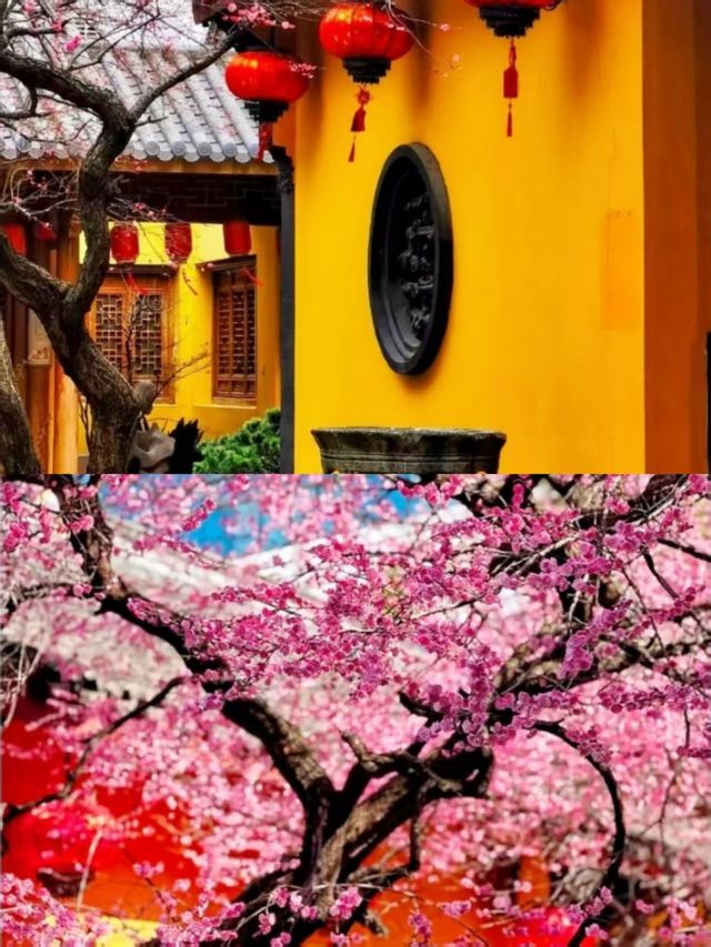 尋梅還得來鐵佛寺，一花一禪心！