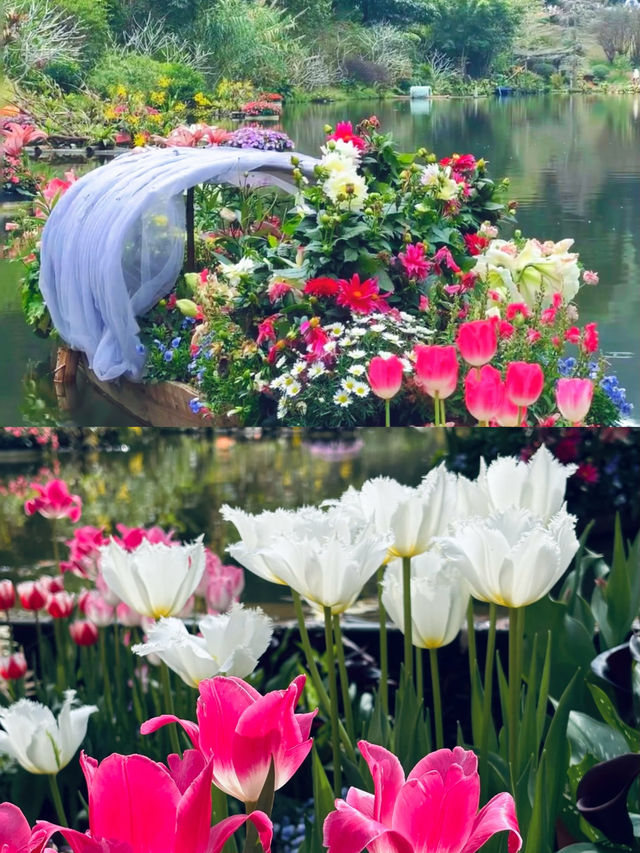不是荷蘭是深圳仙湖植物園鬱金香花展