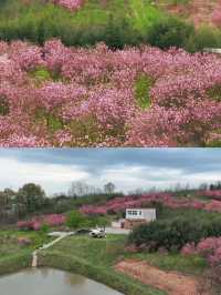 花開滿城，信陽市區賞花攻略來咯！