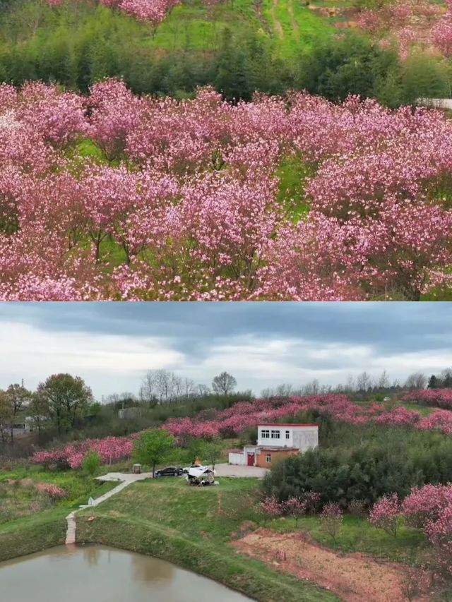 花開滿城，信陽市區賞花攻略來咯！
