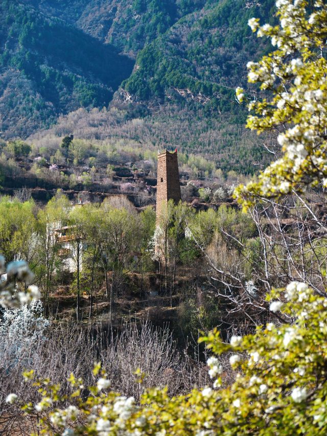 丹巴梨花 | 錯過等一年的川西絕景，這份指南請收藏